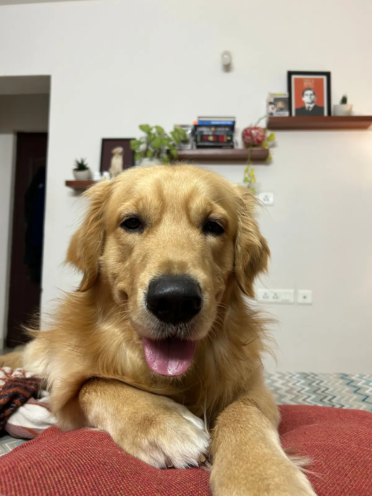 Archie