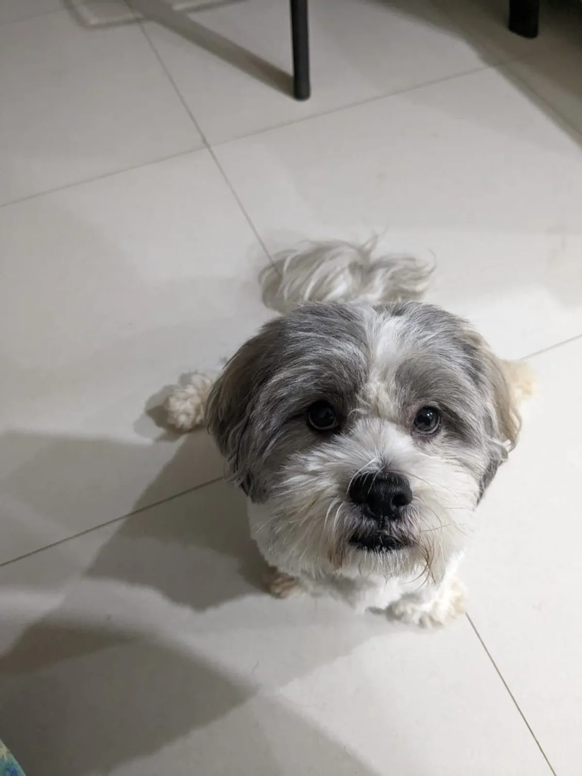 Bucky