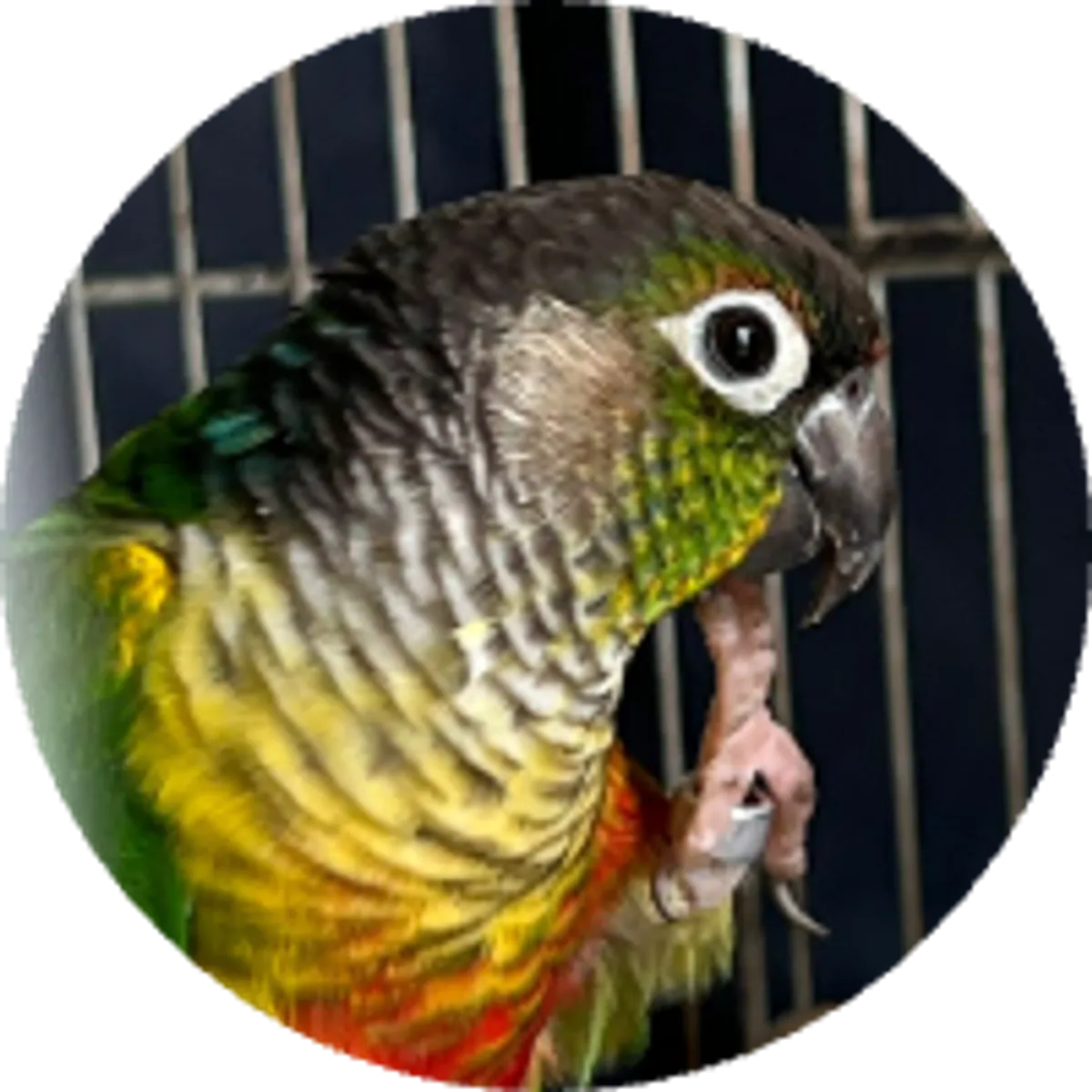 Paco