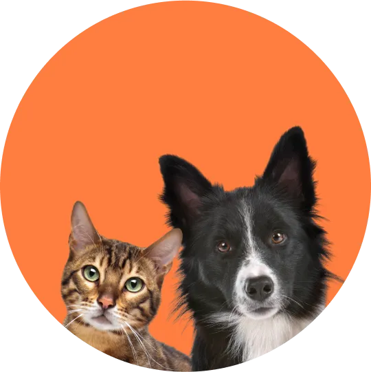 dog and cat